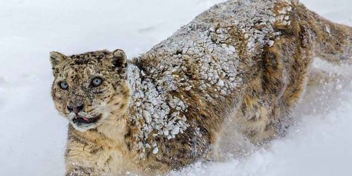 FEB 20 :  KIBBER – seek the Snow Leopard 
